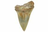 Fossil Broad-Toothed Mako Shark Tooth - North Carolina #272980-1